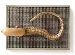 Alien Konami SF Movie Selection Vol.1 1979 Alien Chest Burster Figure -Go Figure Collectables Sales q1 jpg 642527e4743a0